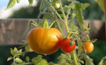 Riparare l’orto con i frangivento e i grigliati 1555 0 Riparare lorto con i frangivento e i grigliati